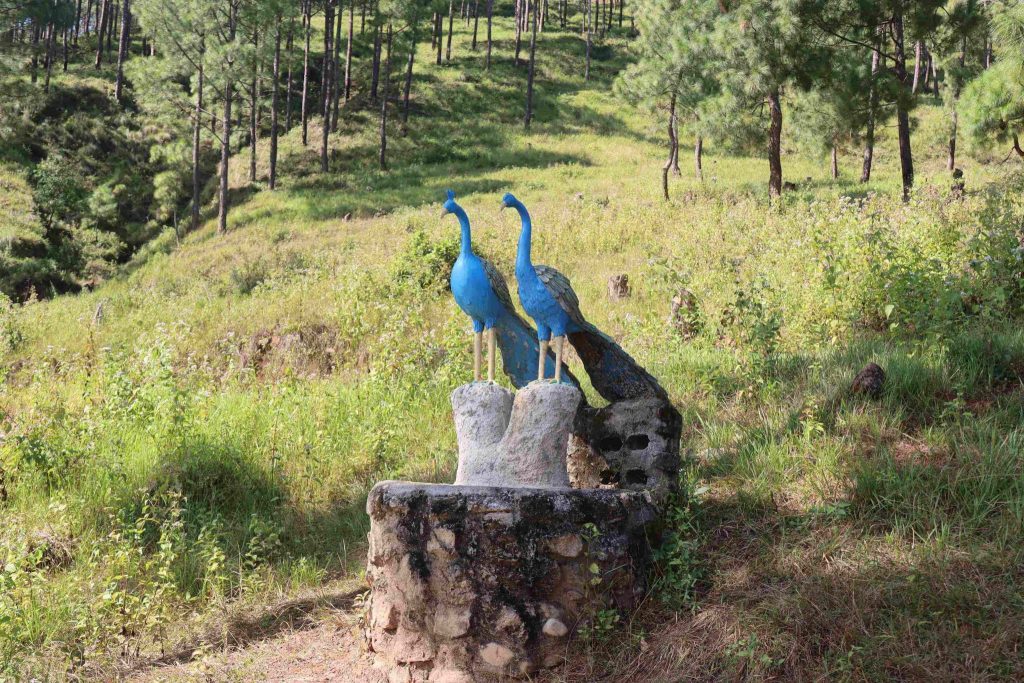 A Tragedy of Wild Hope: When Modernity Intersects with Neoliberal Ideology peacock