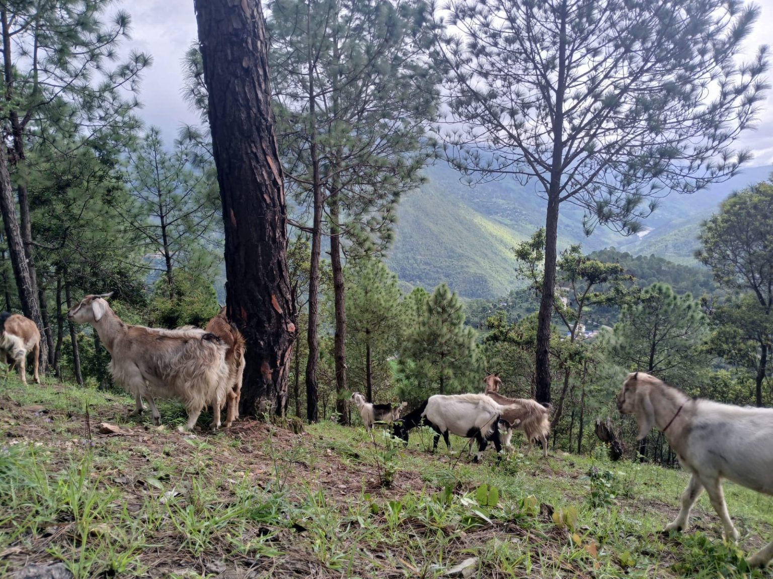 Rethinking grazing in community forests in Nepal